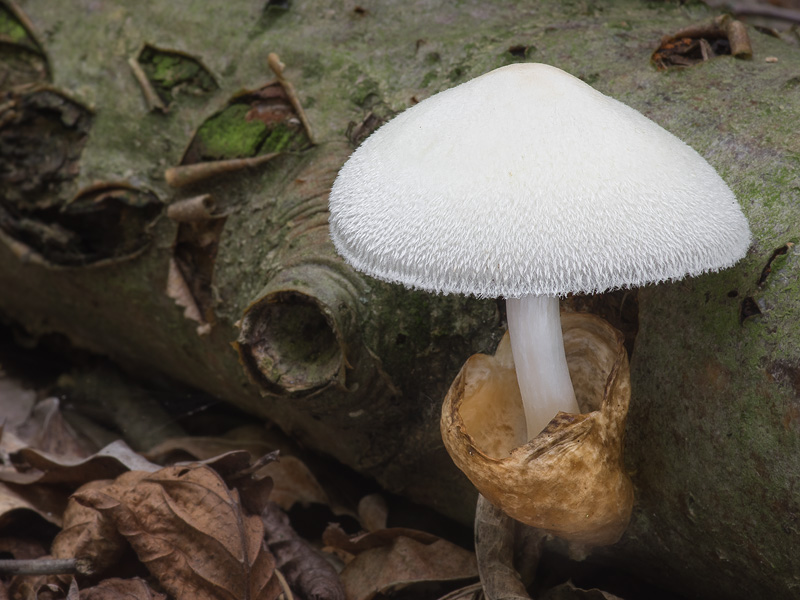 Volvariella bombycina